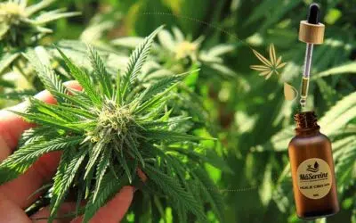 Pourquoi choisir une huile de CBD ou CBG testée contre les contaminants ?