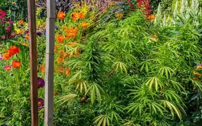 La Permaculture : L’agriculture durable qui transcende le CBD bio ?