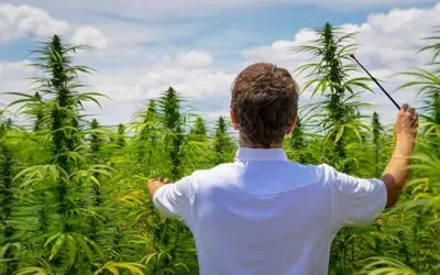 CBD et CBG : Quel est leur meilleur allié dans notre corps ?
