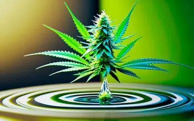 CBD full spectrum, effet d’entourage : Comment ça marche ?